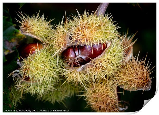 Sweet Chestnuts bursting out of their capsules  Print by Mark Poley