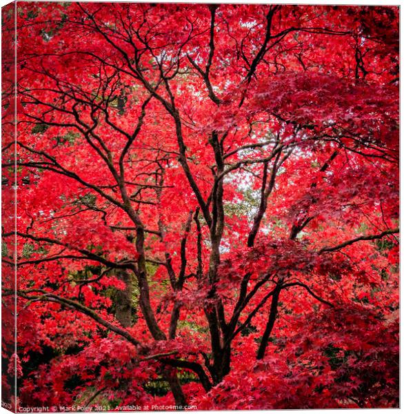 Autumn Glory - Red Acer Canvas Print by Mark Poley