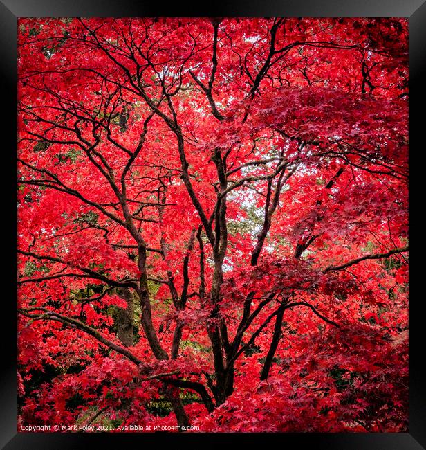 Autumn Glory - Red Acer Framed Print by Mark Poley