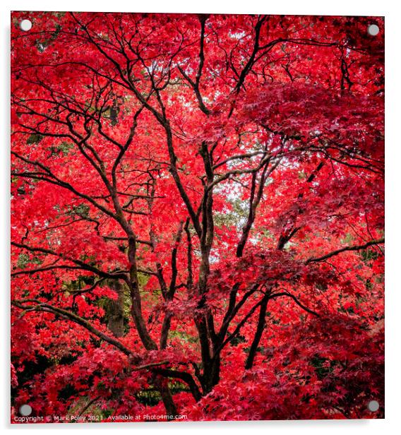 Autumn Glory - Red Acer Acrylic by Mark Poley