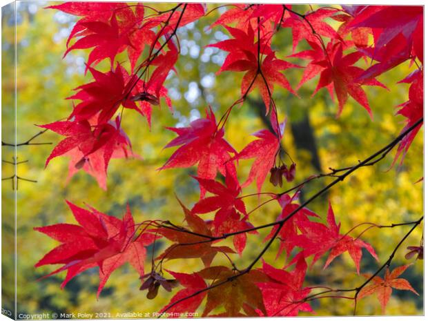 Red Acer leaves in a Yellow Woodland Canvas Print by Mark Poley