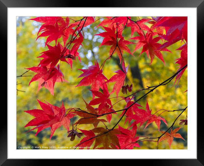 Red Acer leaves in a Yellow Woodland Framed Mounted Print by Mark Poley