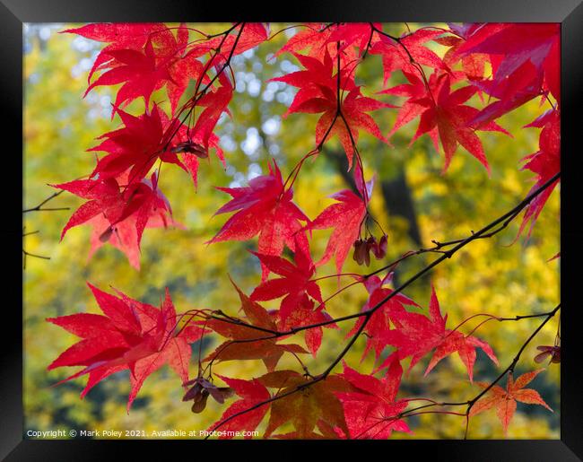 Red Acer leaves in a Yellow Woodland Framed Print by Mark Poley