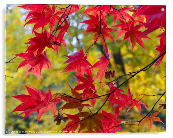 Red Acer leaves in a Yellow Woodland Acrylic by Mark Poley