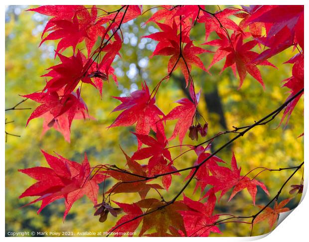 Red Acer leaves in a Yellow Woodland Print by Mark Poley