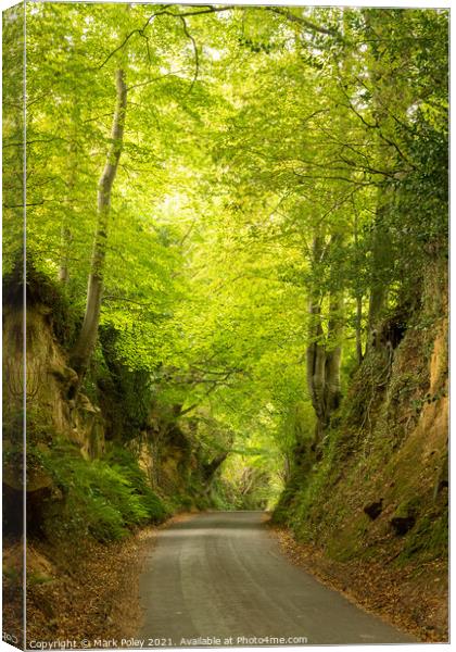 The Lane rising up through Park Covert, Montacute Canvas Print by Mark Poley