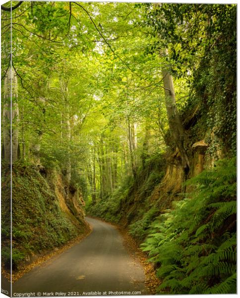 The Lane running down through Park Covert Canvas Print by Mark Poley