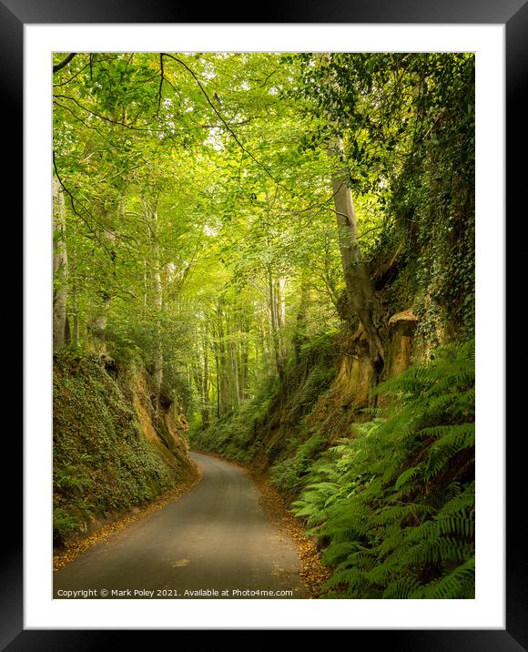 The Lane running down through Park Covert Framed Mounted Print by Mark Poley