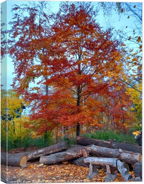 Autumn Tree Canvas Print by Les Schofield
