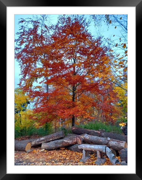 Autumn Tree Framed Mounted Print by Les Schofield