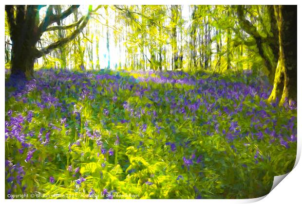 Bluebell Dawn Print by Shaun White