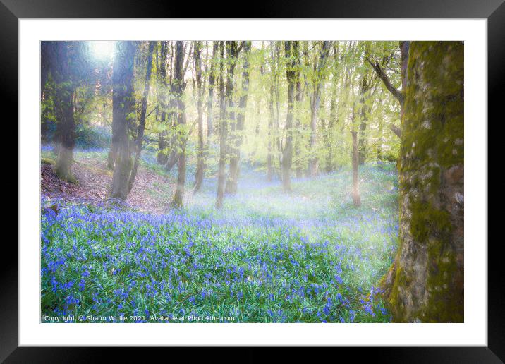Bluebells at Dawn Framed Mounted Print by Shaun White