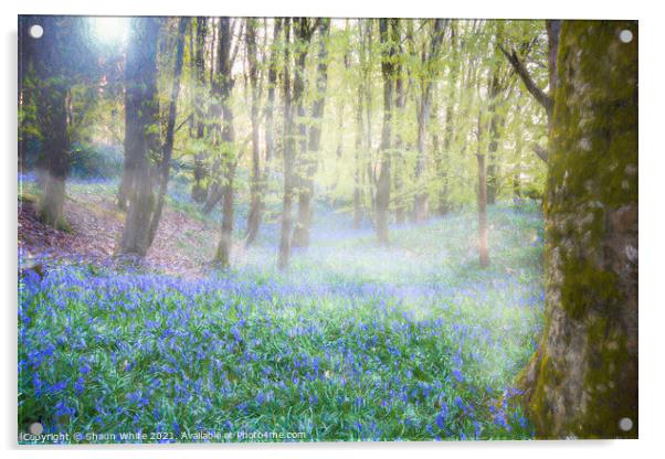 Bluebells at Dawn Acrylic by Shaun White