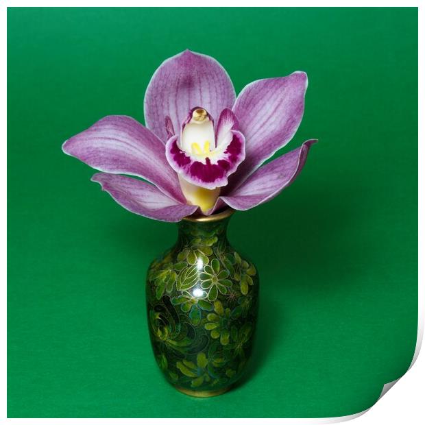  Pretty Purple pink Cymbidium Orchid in a Vase on  Print by Geoff Childs