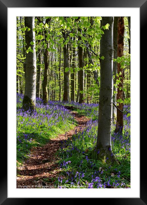 Bluebell Trail, Coed Cefn. Framed Mounted Print by Philip Veale