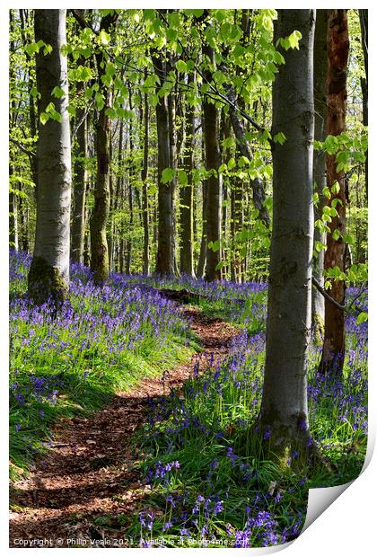 Bluebell Trail, Coed Cefn. Print by Philip Veale