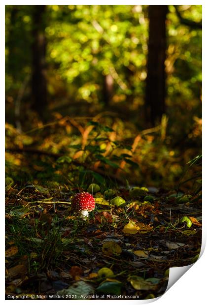 Fly Agaric Print by Nigel Wilkins