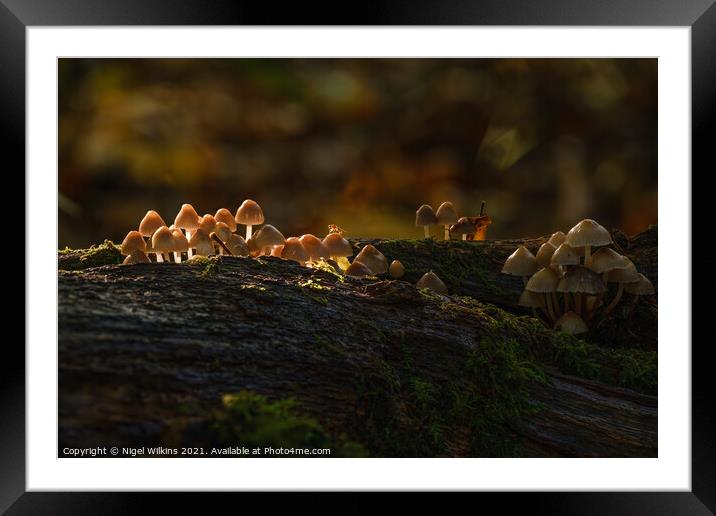Sunlit Mushrooms Framed Mounted Print by Nigel Wilkins