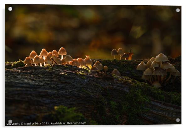 Sunlit Mushrooms Acrylic by Nigel Wilkins