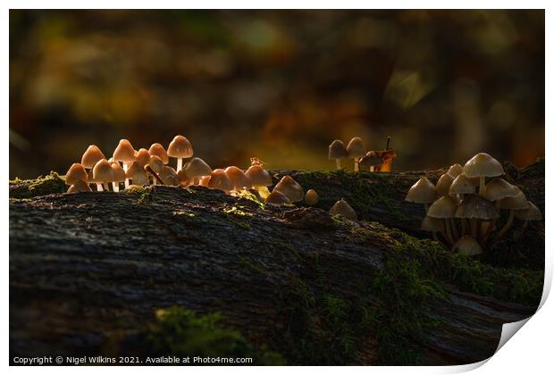 Sunlit Mushrooms Print by Nigel Wilkins