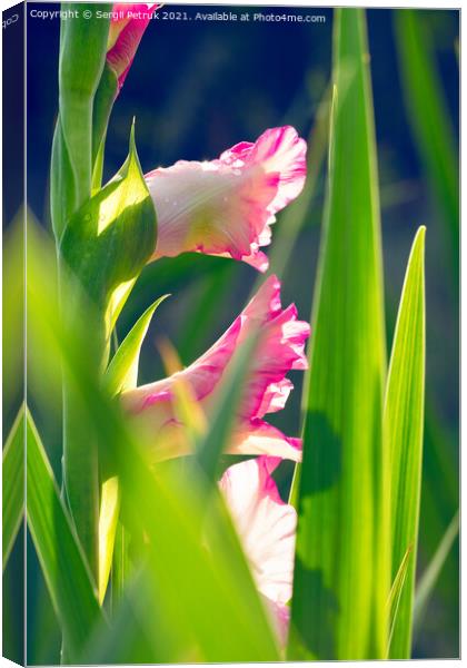 Pink, delicate gladioli in sparkling drops of morning dew against a background of bright green leaves and sunlight. Canvas Print by Sergii Petruk