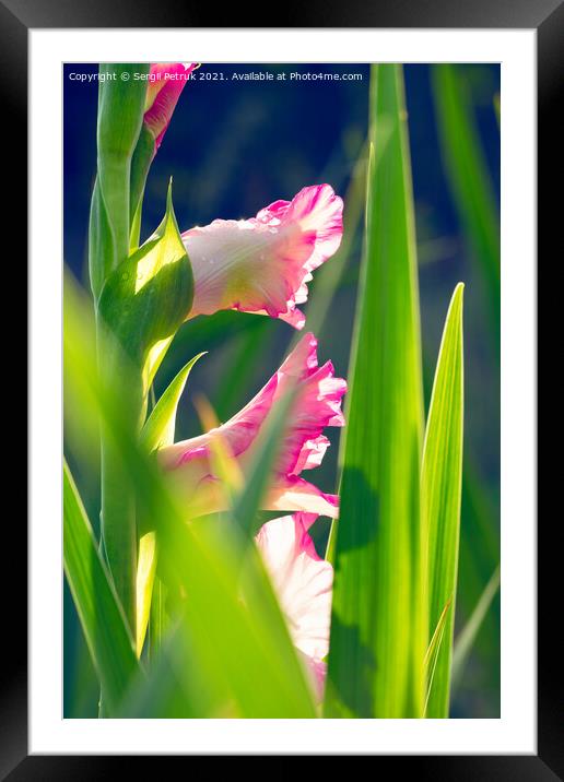 Pink, delicate gladioli in sparkling drops of morning dew against a background of bright green leaves and sunlight. Framed Mounted Print by Sergii Petruk