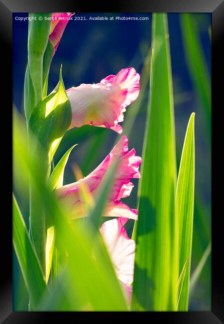 Pink, delicate gladioli in sparkling drops of morning dew against a background of bright green leaves and sunlight. Framed Print by Sergii Petruk