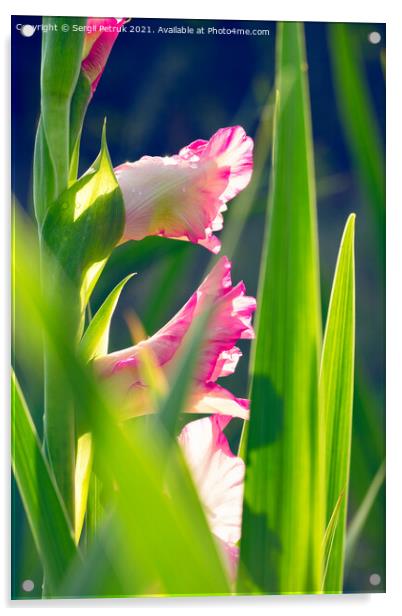 Pink, delicate gladioli in sparkling drops of morning dew against a background of bright green leaves and sunlight. Acrylic by Sergii Petruk