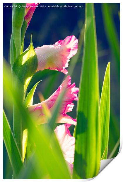 Pink, delicate gladioli in sparkling drops of morning dew against a background of bright green leaves and sunlight. Print by Sergii Petruk