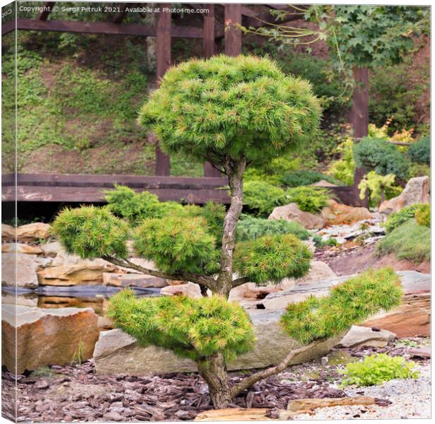 Bonsai spruce with lush needles and beautiful delicately trimmed branches against the background of a Japanese stone garden in blur. Canvas Print by Sergii Petruk