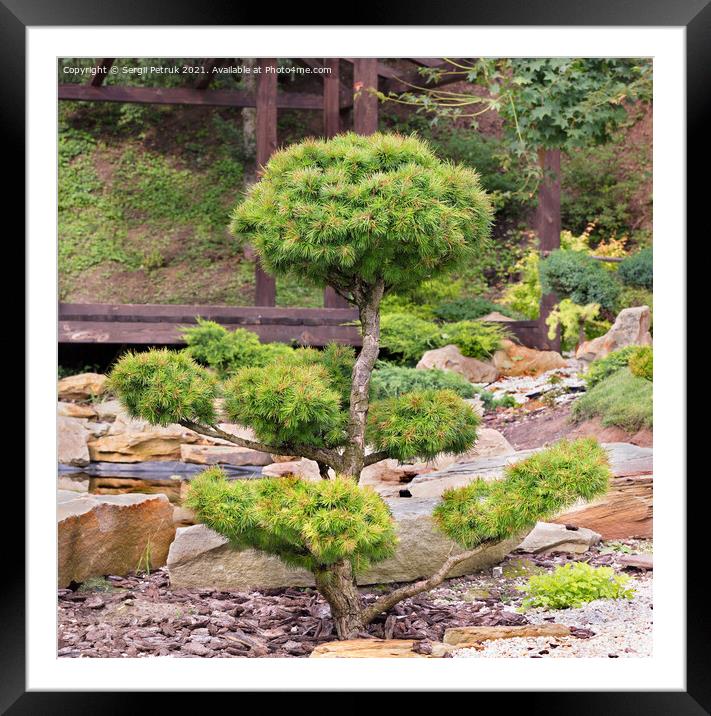 Bonsai spruce with lush needles and beautiful delicately trimmed branches against the background of a Japanese stone garden in blur. Framed Mounted Print by Sergii Petruk