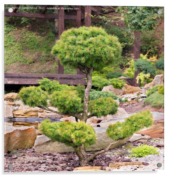 Bonsai spruce with lush needles and beautiful delicately trimmed branches against the background of a Japanese stone garden in blur. Acrylic by Sergii Petruk