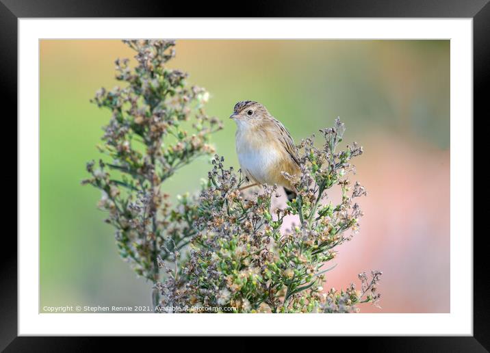 Cute warbler perched top of bush Framed Mounted Print by Stephen Rennie