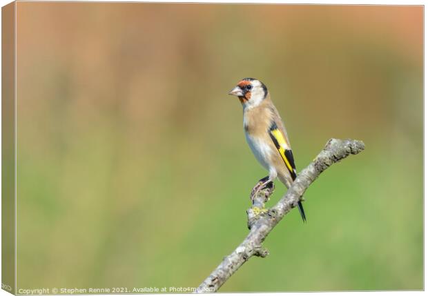 European goldfinch bird Canvas Print by Stephen Rennie