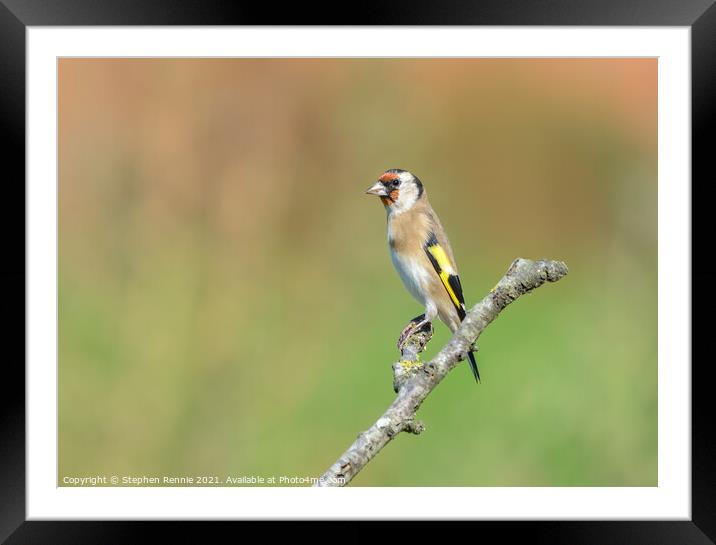 European goldfinch bird Framed Mounted Print by Stephen Rennie