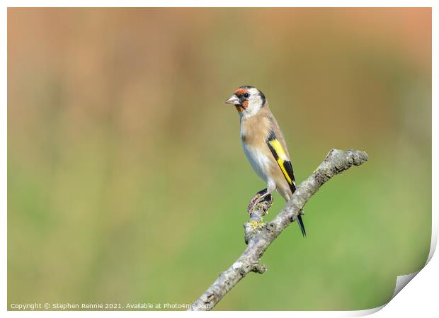 European goldfinch bird Print by Stephen Rennie