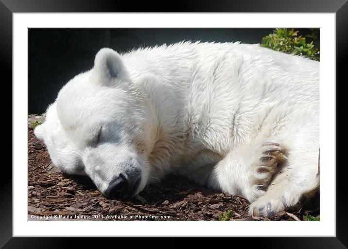 Polar Bear Framed Mounted Print by Paula Jardine