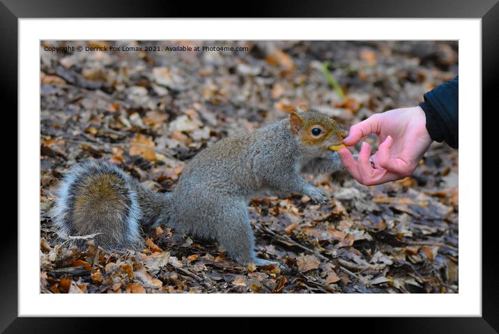 The Grey squirrel Framed Mounted Print by Derrick Fox Lomax