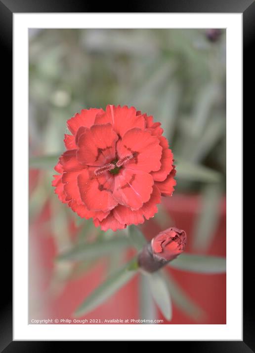 Red Flower Bloom Framed Mounted Print by Philip Gough