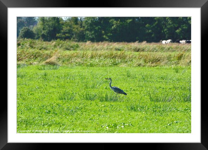 A Crane on the Somerset Levels Framed Mounted Print by Philip Gough