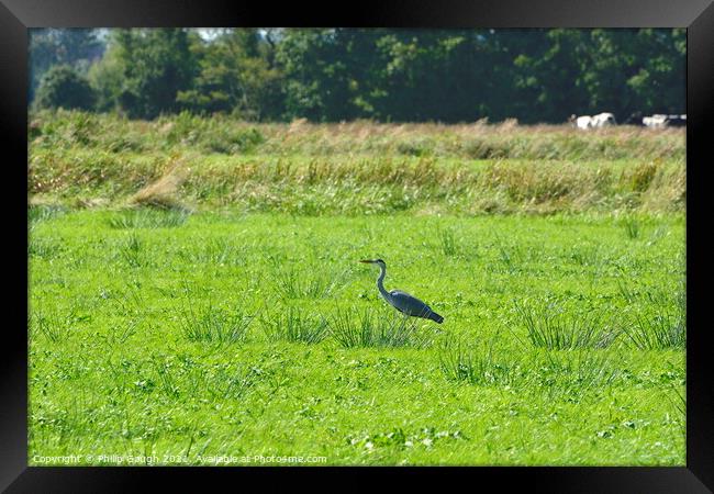 A Crane on the Somerset Levels Framed Print by Philip Gough