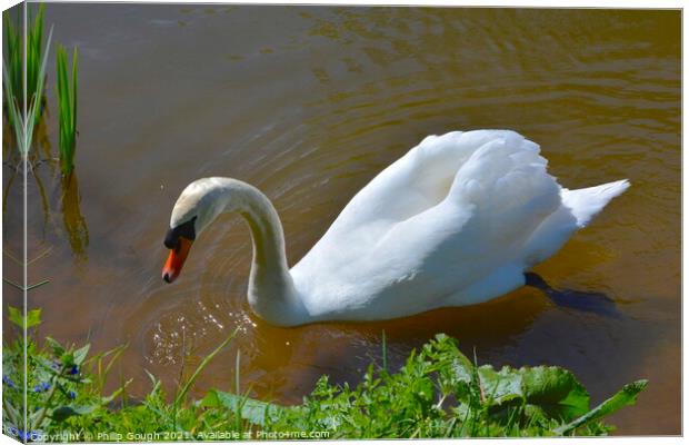 Swan at the side of the lake. Canvas Print by Philip Gough