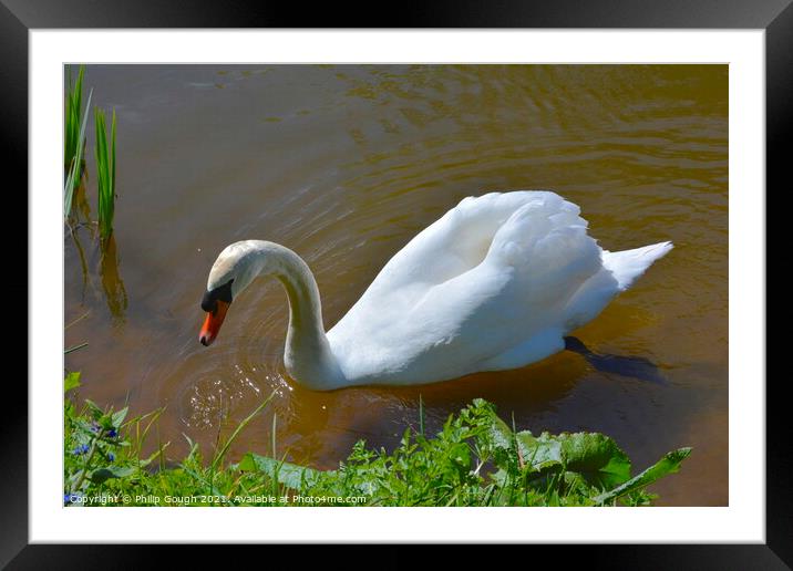 Swan at the side of the lake. Framed Mounted Print by Philip Gough