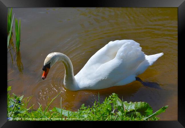Swan at the side of the lake. Framed Print by Philip Gough