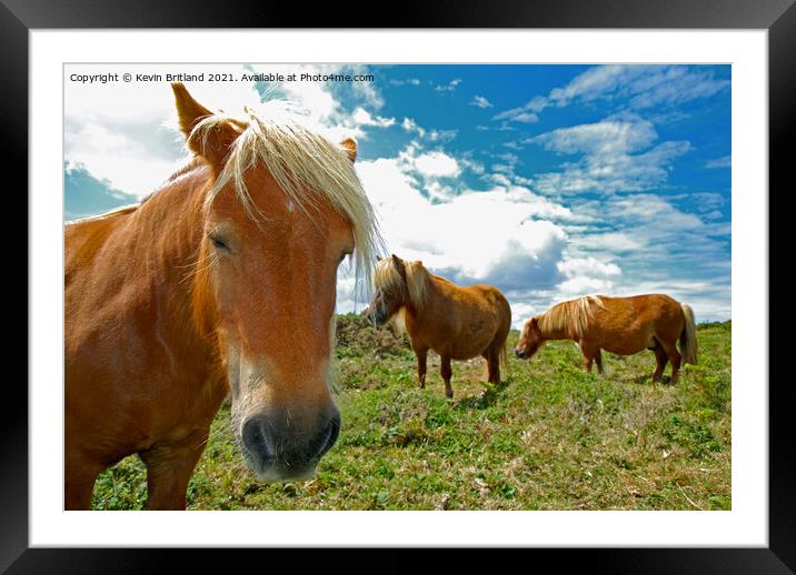 Dartmoor ponies Framed Mounted Print by Kevin Britland