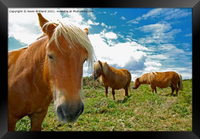 Dartmoor ponies Framed Print by Kevin Britland
