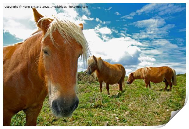 Dartmoor ponies Print by Kevin Britland