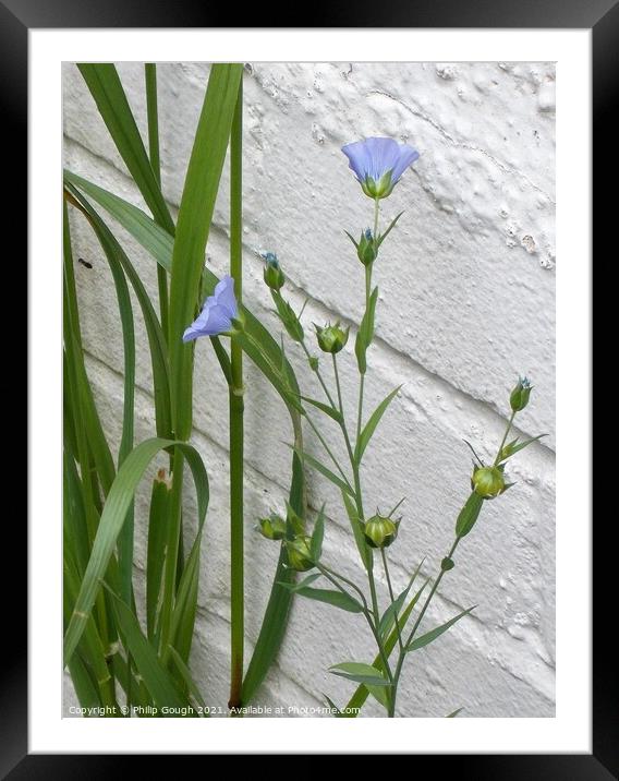 Flower against wall Framed Mounted Print by Philip Gough