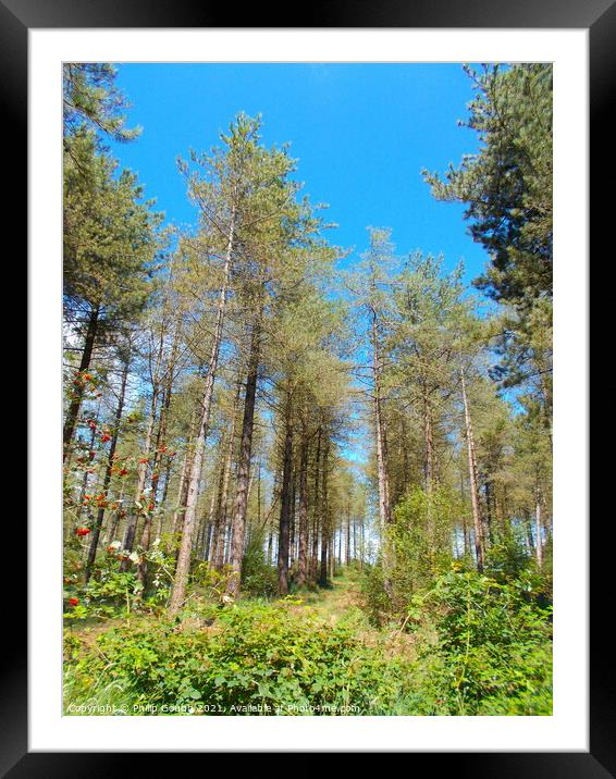 Tall Trees Framed Mounted Print by Philip Gough