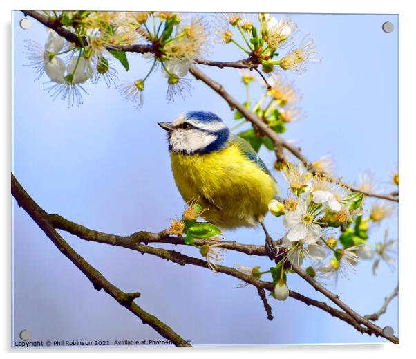 Blue Tit in Spring Acrylic by Phil Robinson